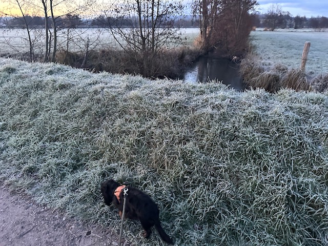 今日の献立、オニオングラタンスープ