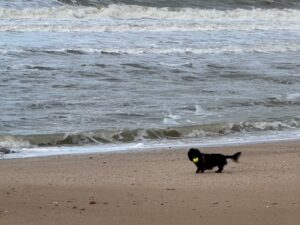 三四郎もびっくり、父ちゃんの絵が日本酒のラベルに