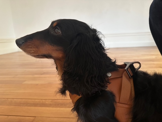 毎日が勝負飯、フィッシュケーキ