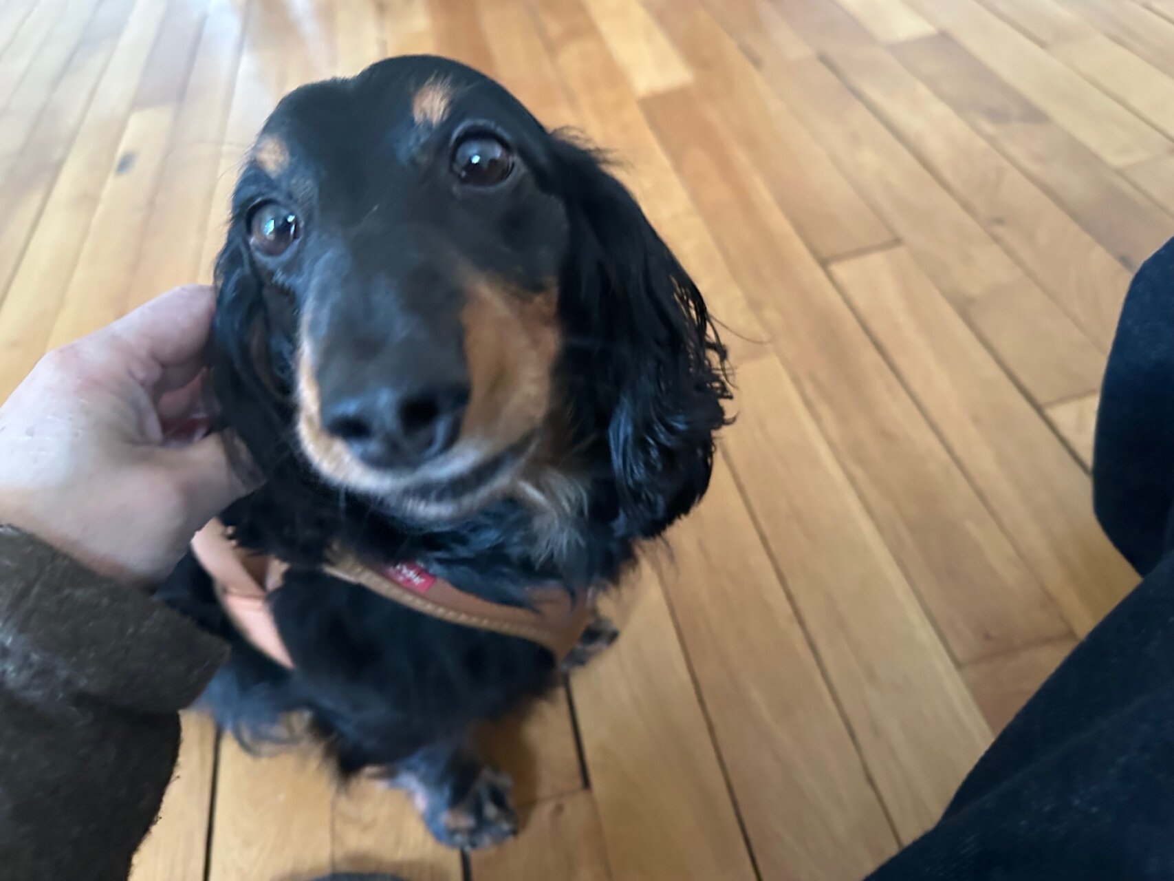 辻村相談窓口、「犬」