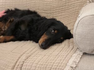 辻村相談窓口、「犬」