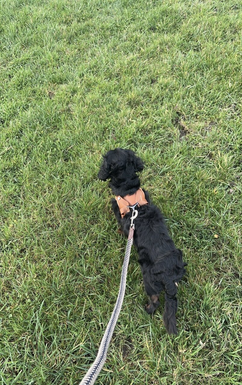 孤独が辛いこの頃の老境父ちゃん