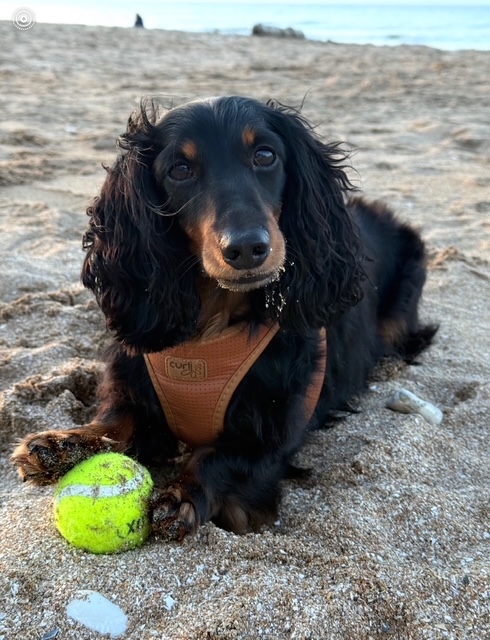 毎日が勝負飯、「創作の合間に、手作りピザ」