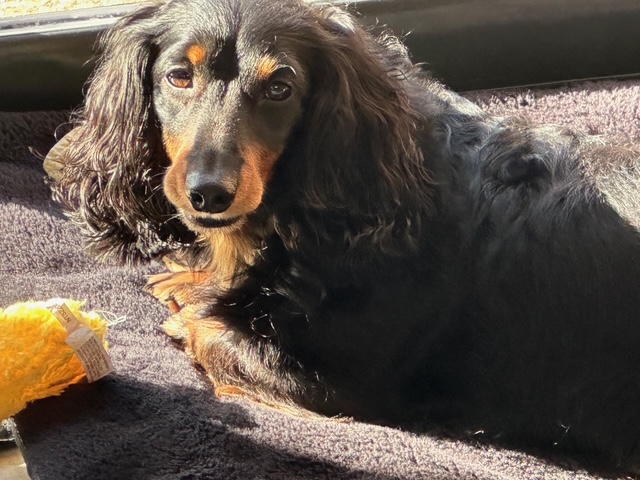 毎日が勝負飯、「栗と牛牛切り肉のパスタ」