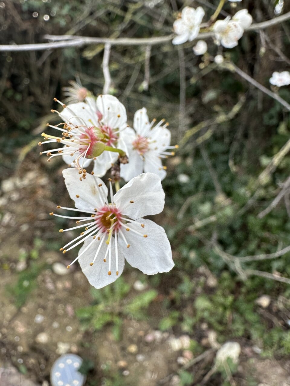 毎日が勝負飯、「まだまだ、ラーメンの開発が続く」
