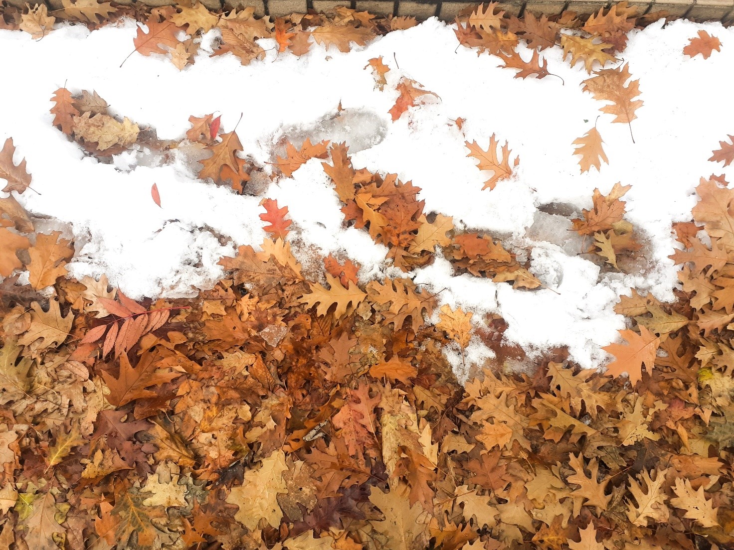 q.b.レシピのないレシピ帳～南瓜のリゾット～