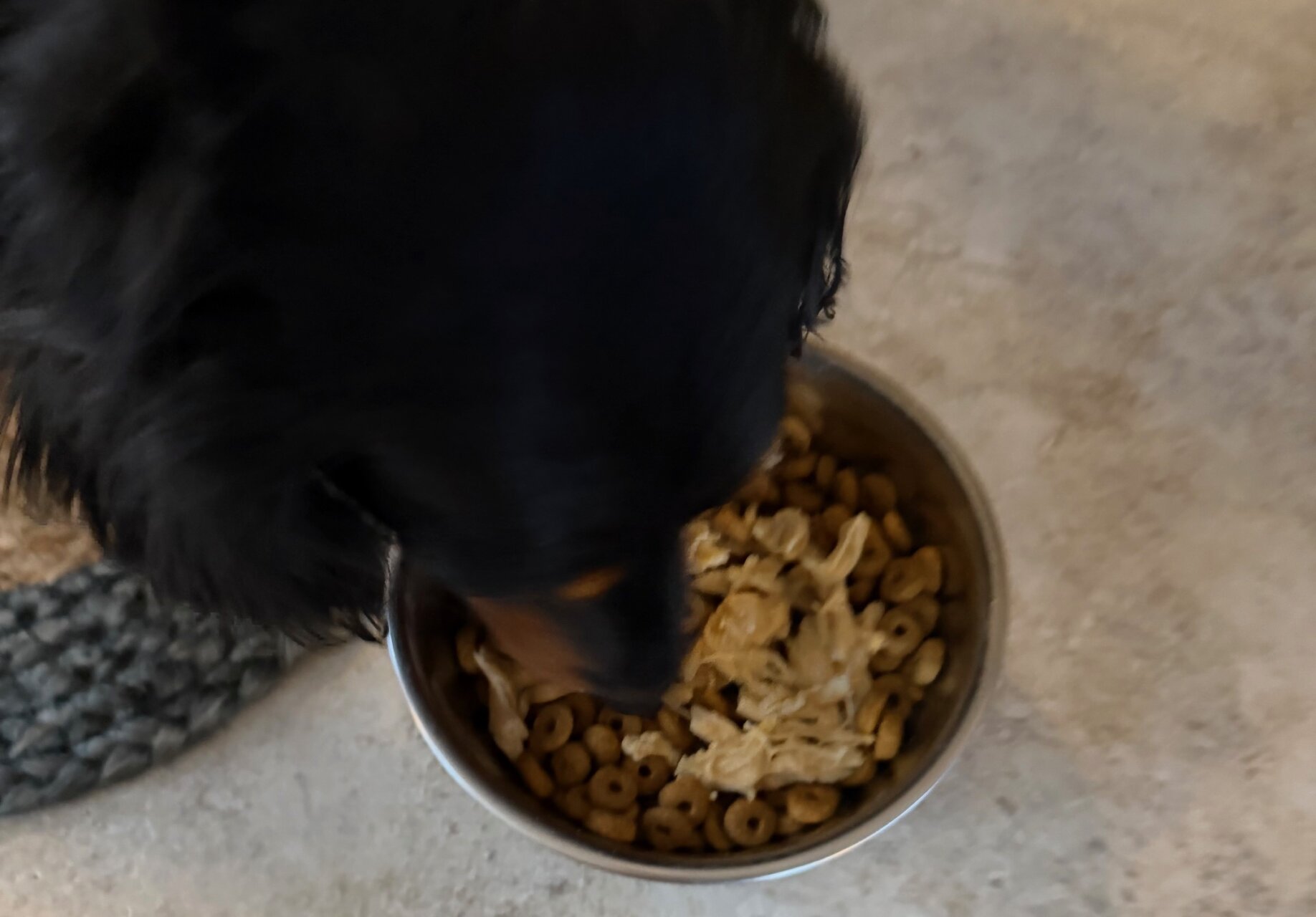 愛犬との会話で始まり終わる一日