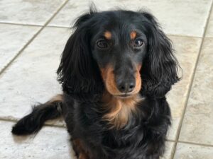 愛犬との会話で始まり終わる一日