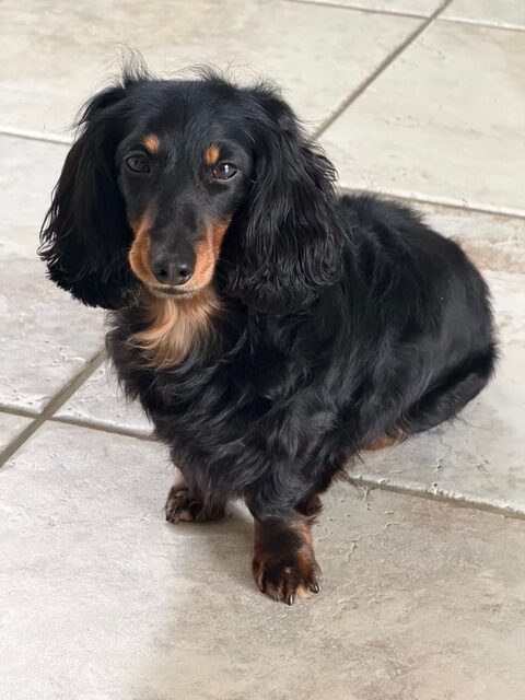 愛犬との会話で始まり終わる一日