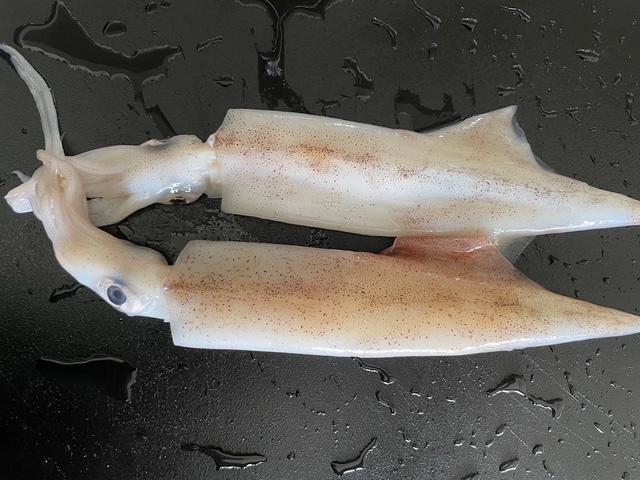 毎日が勝負飯、「おさらい、イカ&トマト煮込み麺」