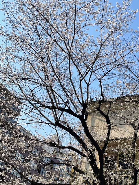 毎日が勝負飯、「バナナロール！」