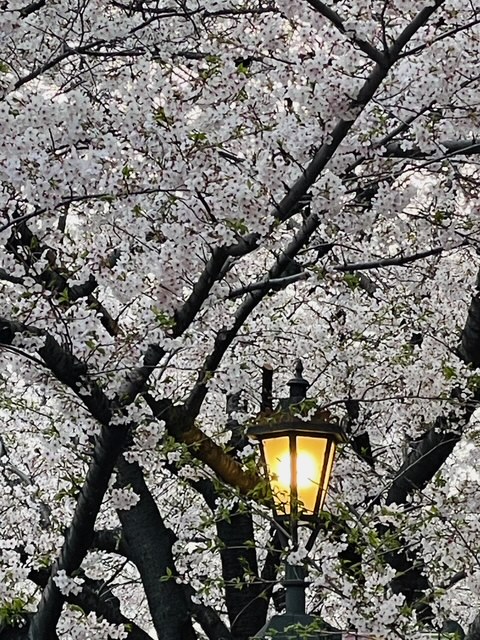 校長奮闘記、「まもなく開校、しかし、ごめんなさい」