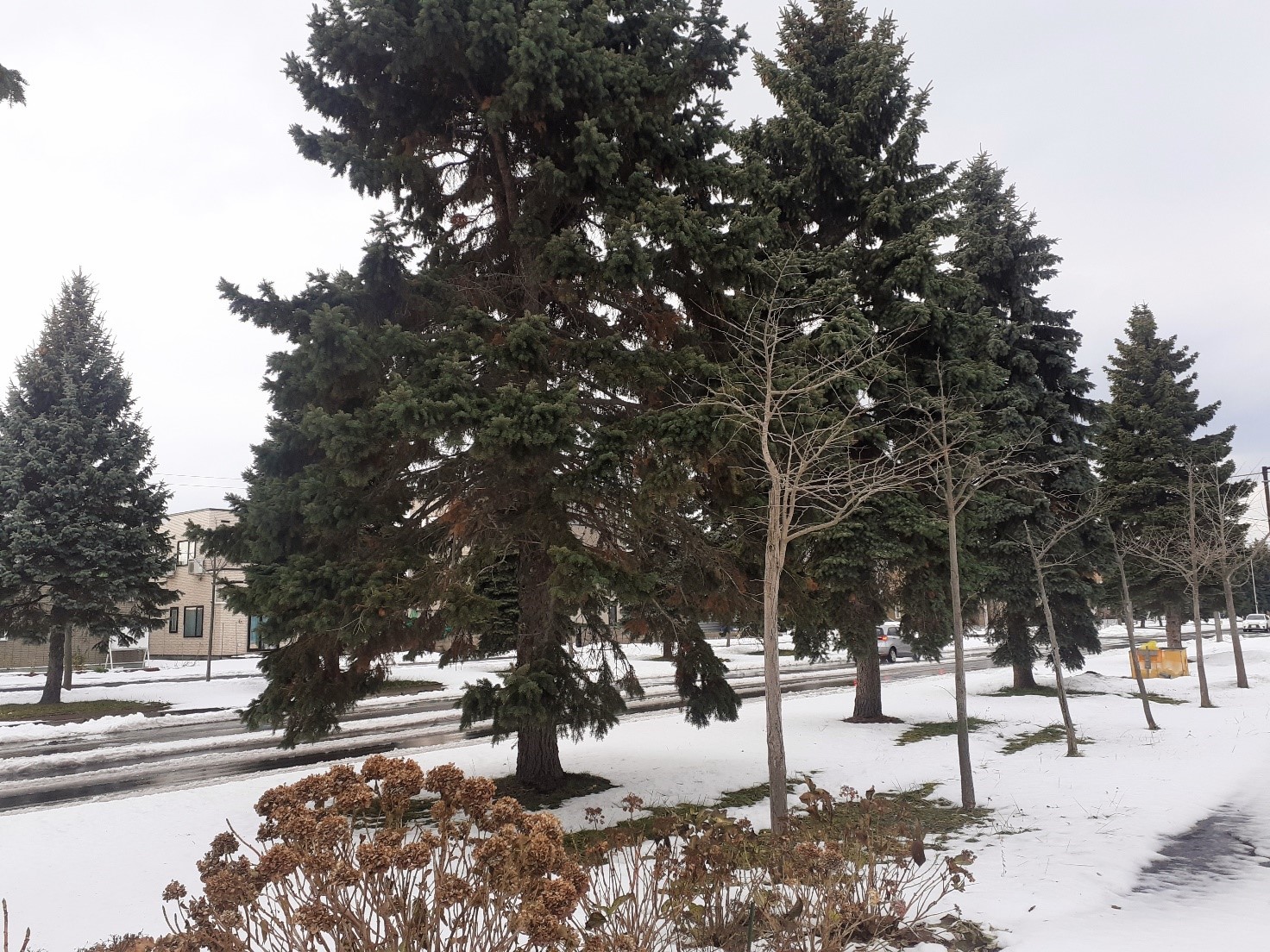 q.b.レシピのないレシピ帳～南瓜のリゾット～