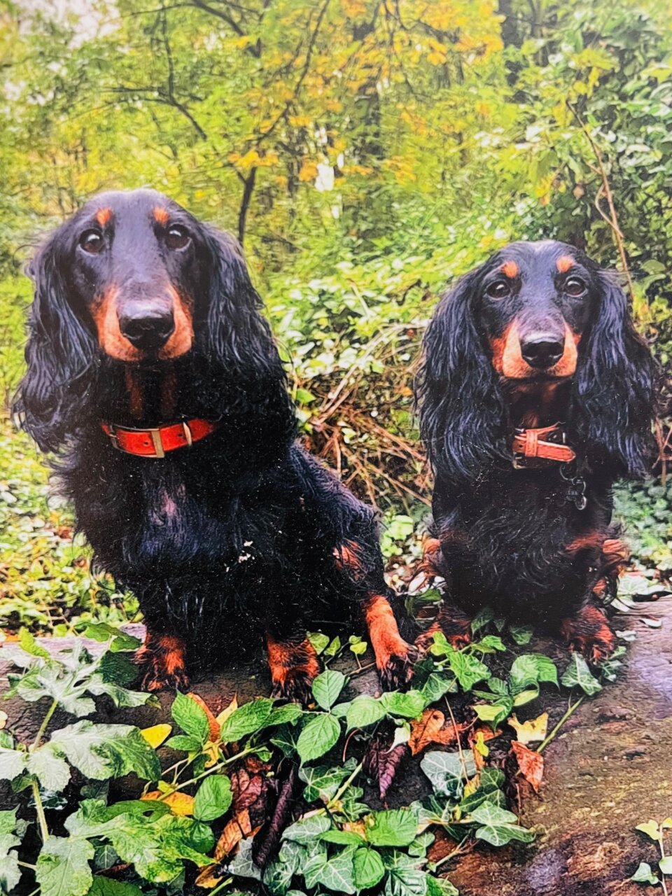 辻村相談窓口、「犬を飼うか悩んでいる」