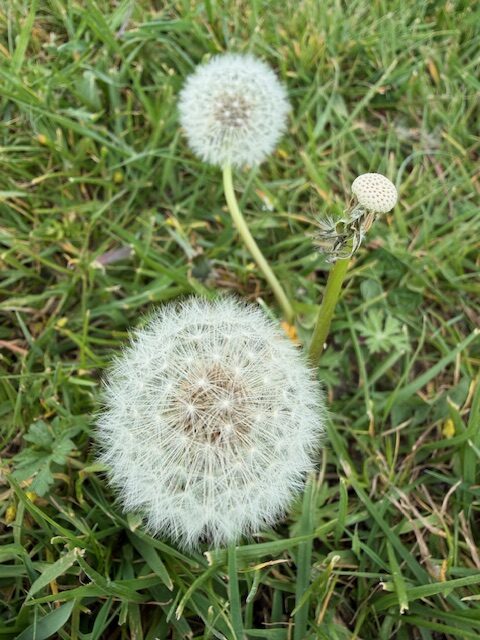辻村相談窓口、「人生の後始末」