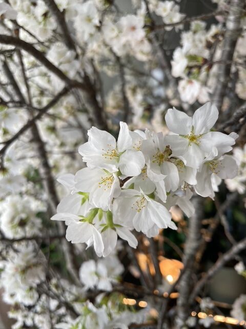 毎日が勝負飯、「ラディッシュ蕎麦」