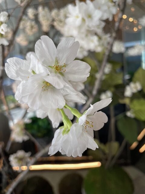 毎日が勝負飯、「ラディッシュ蕎麦」