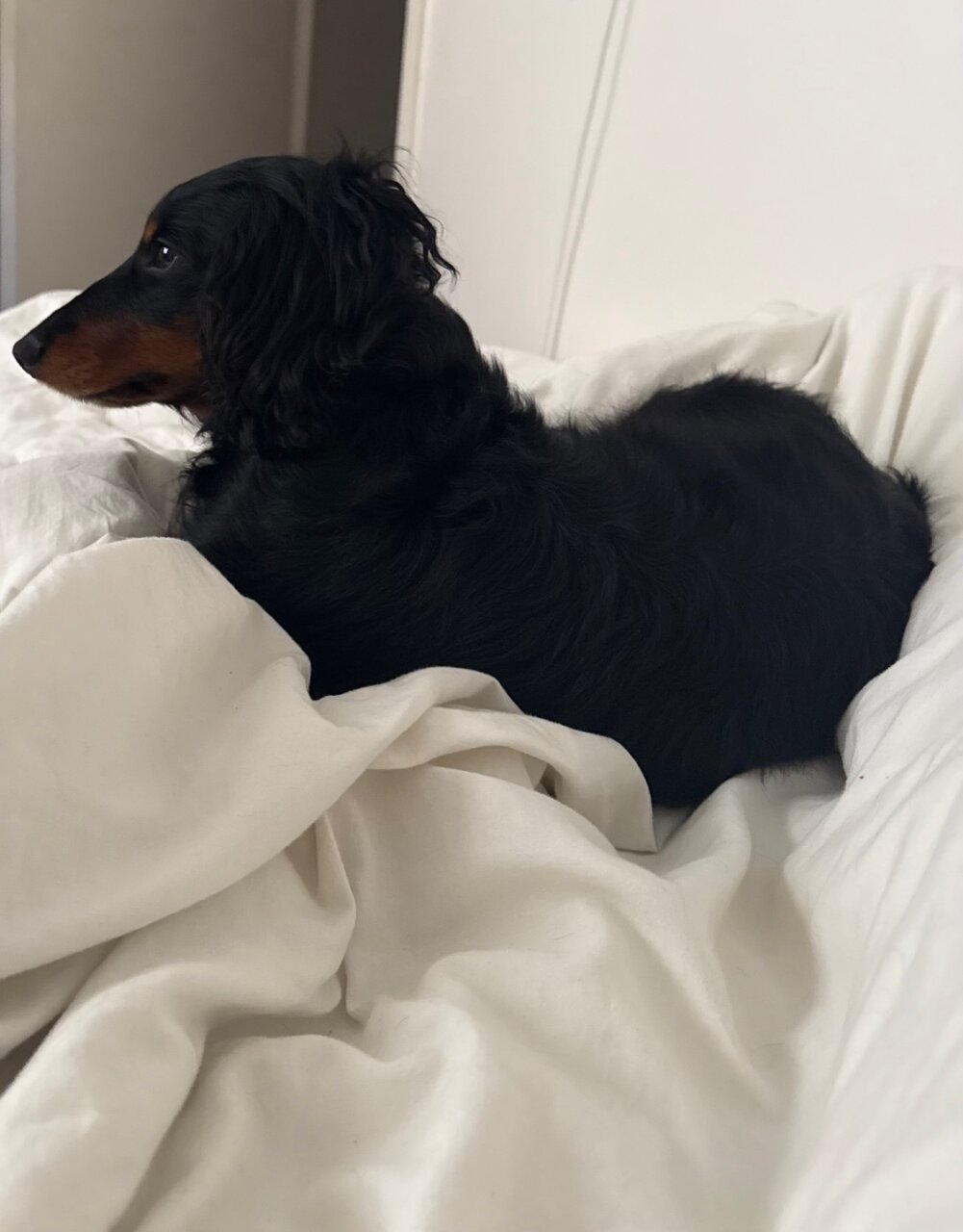 辻村相談窓口、「犬を飼うか悩んでいる」