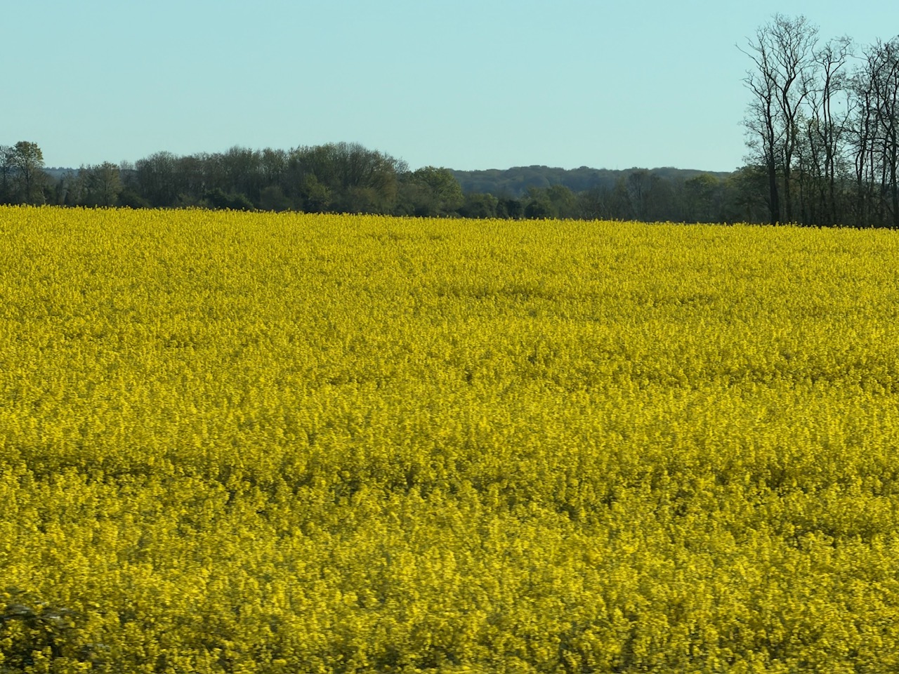 毎日が勝負飯、「定番、エシャロットソース」