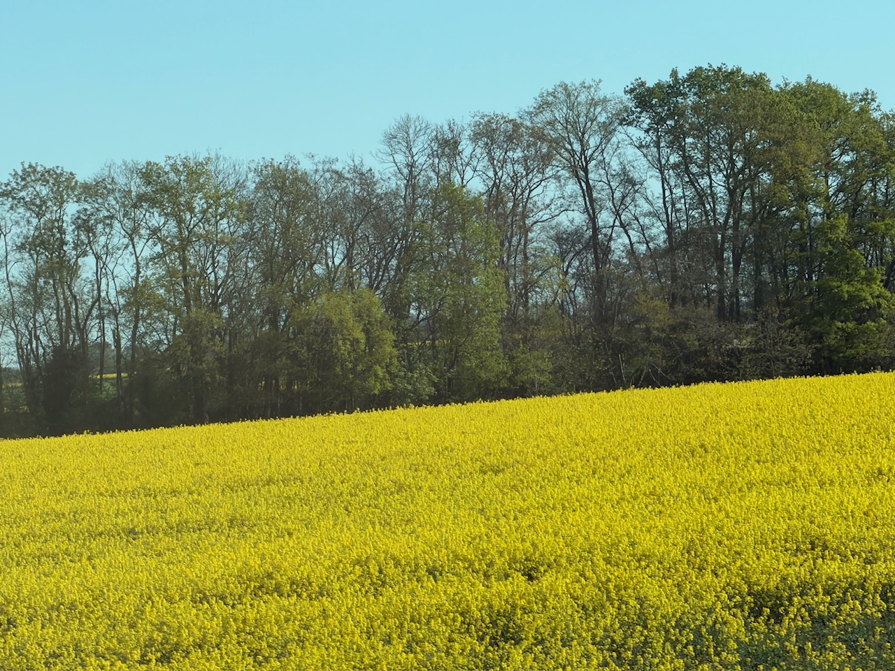 毎日が勝負飯、「定番、エシャロットソース」