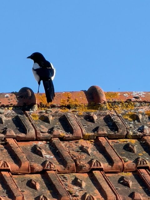 毎日が勝負飯、「母さんのナポリタン」
