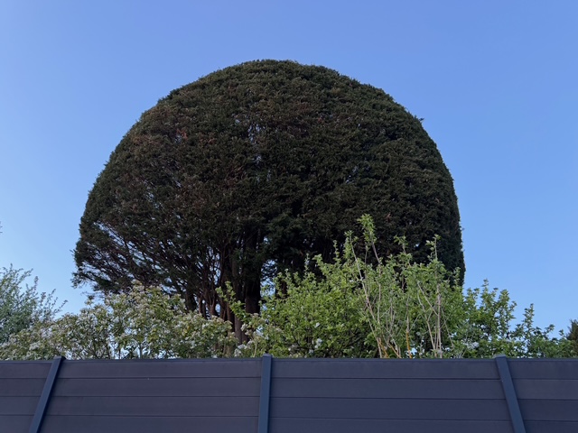 毎日が勝負飯、「ガトー・オー・ショコラ」