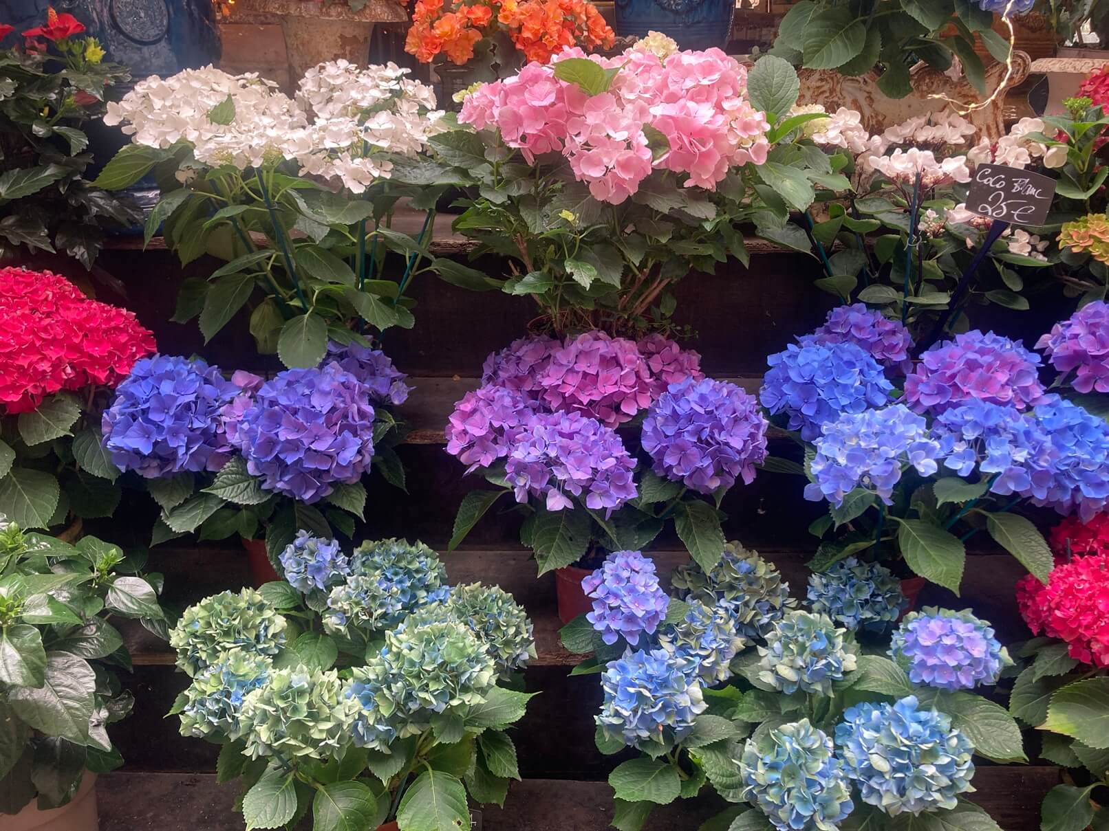 パリ・カルチャー情報「パリ市公式の花市場へ。街かどに受け継がれる花文化 」