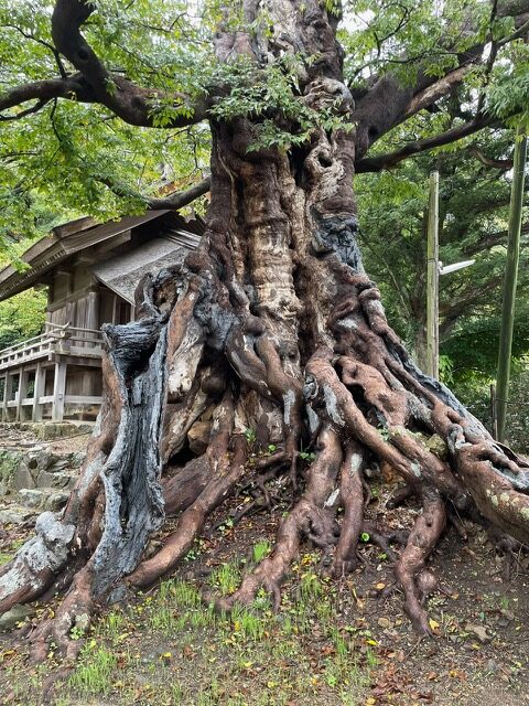 出雲大社、正式参拝